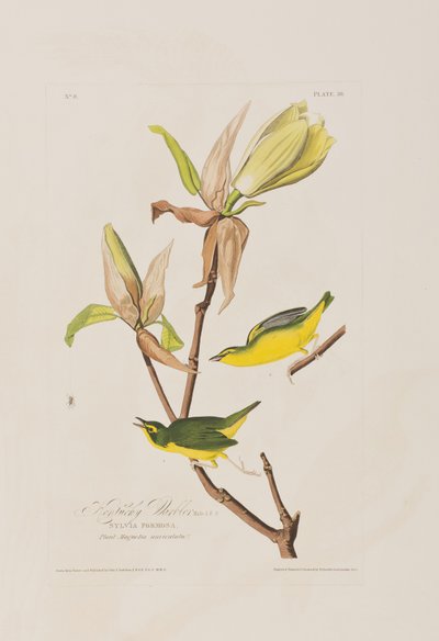 Illustration from 