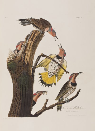 Illustration from 