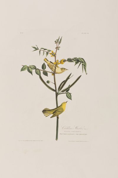Illustration from 