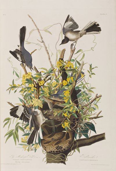 Illustration from 