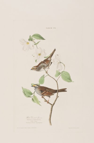 Illustration from 