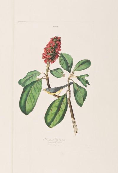 Illustration from 