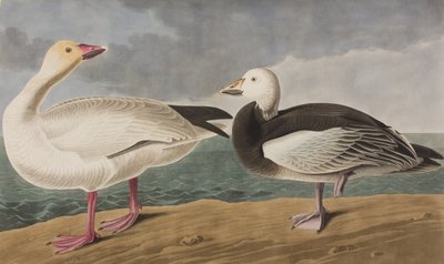 Illustration from 