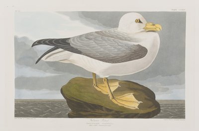 Illustration from 
