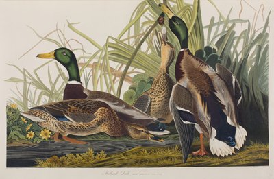 Illustration from 