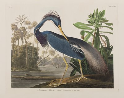 Illustration from 