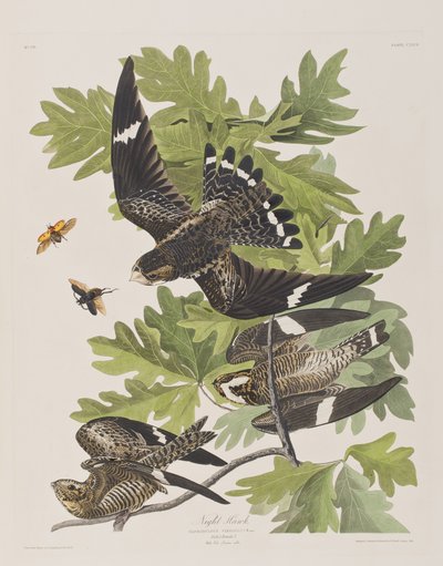 Illustration from 