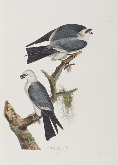 Illustration from 