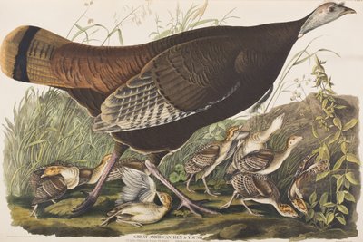 Illustration from 