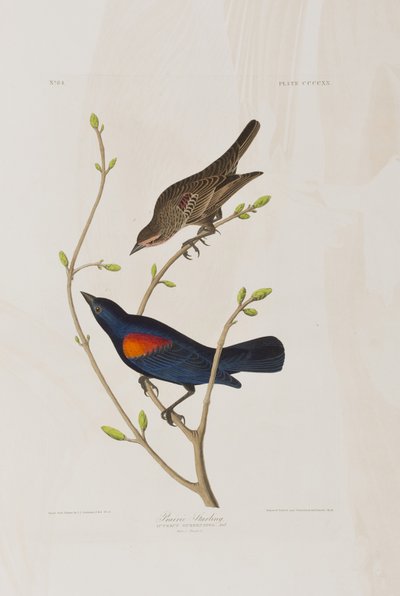 Illustration from 