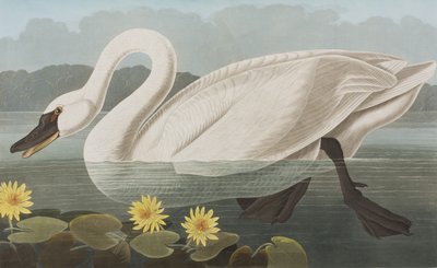 Illustration from 