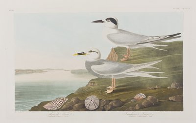 Illustration from 