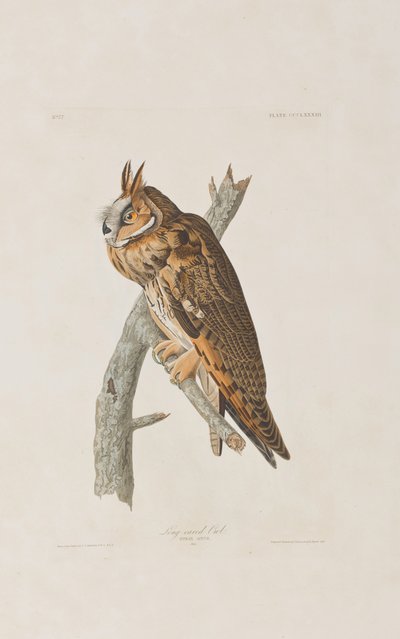 Illustration from 