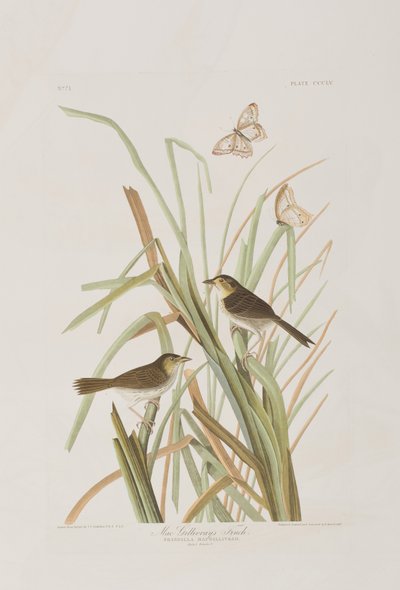 Illustration from 