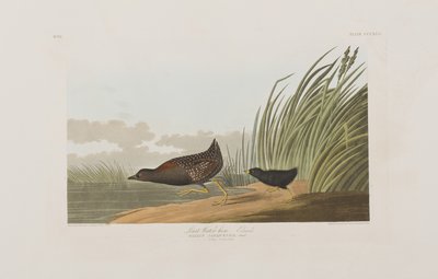 Illustration from 