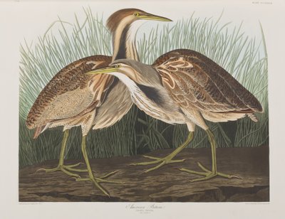 Illustration from 