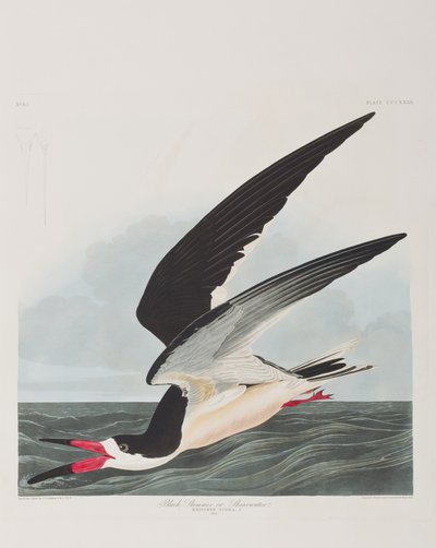 Illustration from 