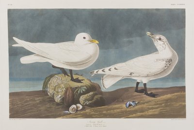 Illustration from 