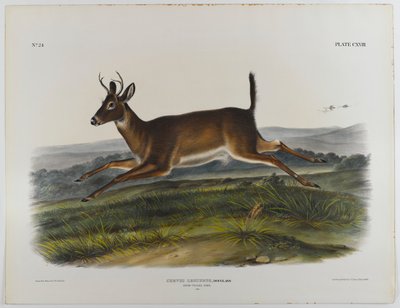 Long-tailed deer, 1847 by John James Audubon