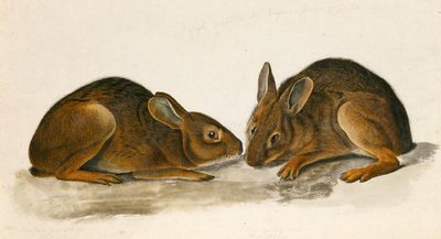Marsh Hares by John James Audubon