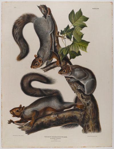 Migratory squirrel by John James Audubon