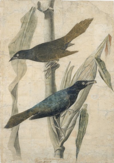 Purple Grackle by John James Audubon