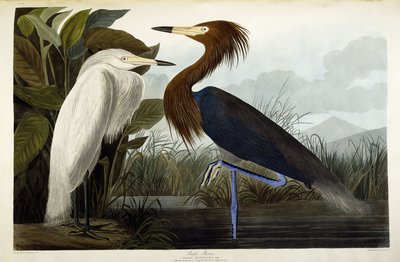 Purple Heron, c.1835 by John James Audubon