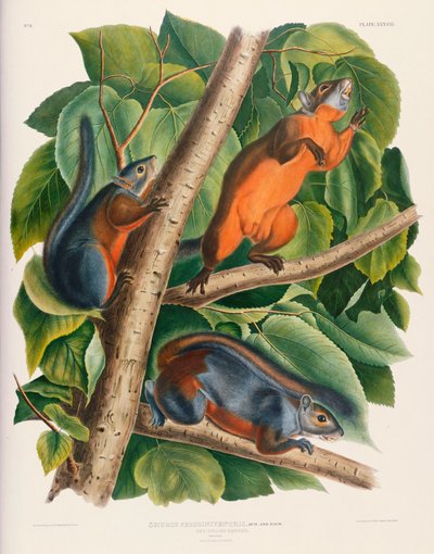 Red-Bellied Squirrel by John James Audubon