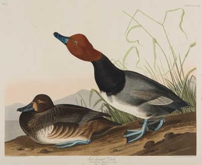 Red-Headed Duck, 1836 by John James Audubon