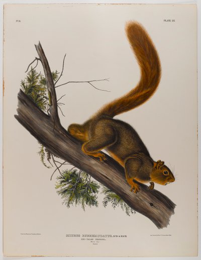Red-tailed squirrel by John James Audubon