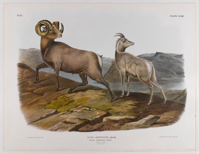 Rocky Mountain sheep, 1845 by John James Audubon