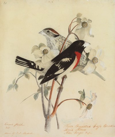 Rose-Breasted Grosbeak, 1938 by John James Audubon