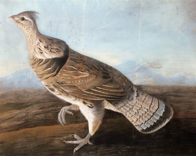 Ruffed Goose by John James Audubon