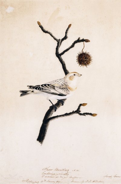 Snow Bunting by John James Audubon
