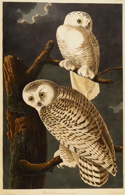 Snowy Owl by John James Audubon