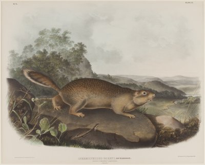 Spermophilus Parry (Parry