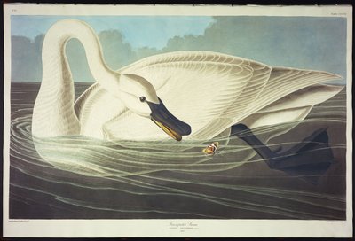 Trumpeter Swan by John James Audubon