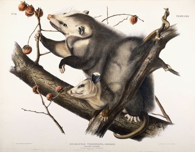 Virginian Opossum by John James Audubon