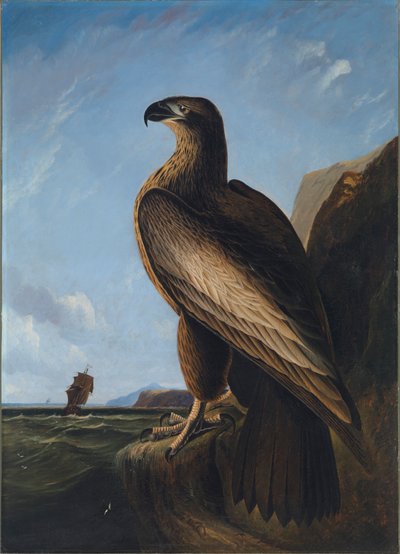 Washington Sea Eagle, ca. 1836-1839 by John James Audubon