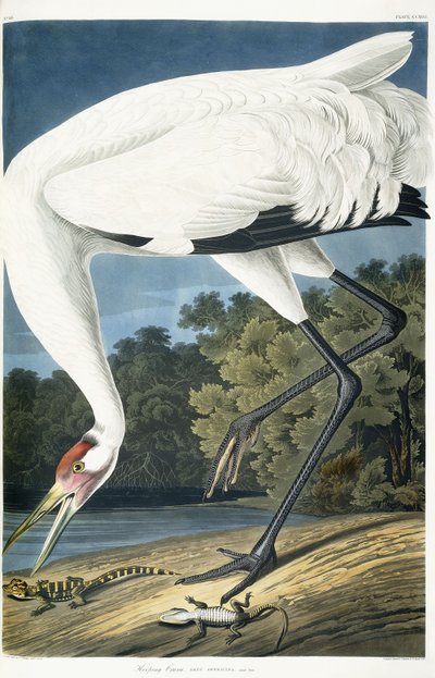 Whooping Crane, Adult Male by John James Audubon