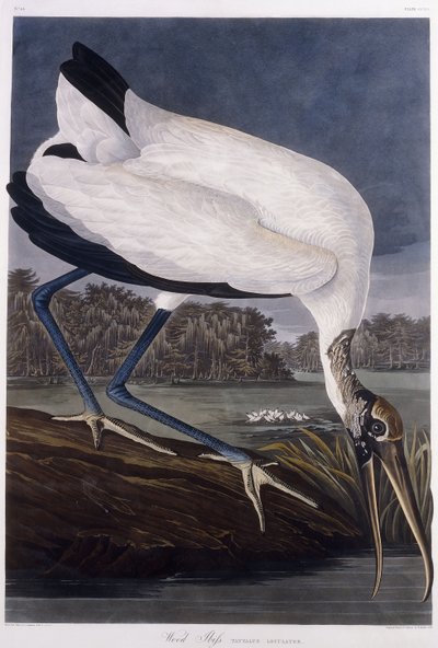 Wood Ibis by John James Audubon