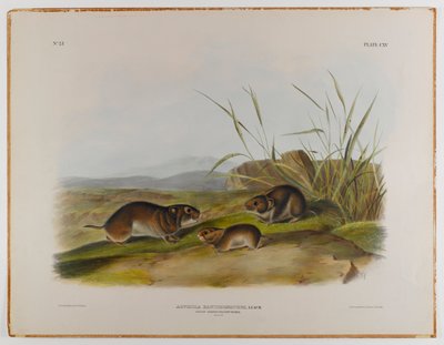 Yellow-cheeked meadow mouse by John James Audubon