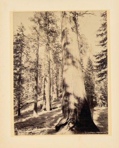 Big Trees, Mariposa, California by John K. Hillers