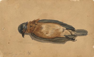 Dead Bird by John La Farge