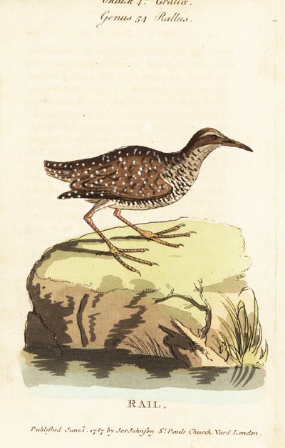 Buff-banded rail, Gallirallus philippensis by John Latham