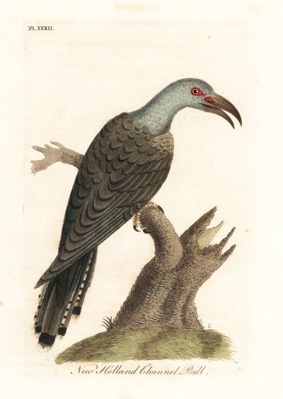 Channel-billed cuckoo, Scythrops novaehollandiae (Australasian channel-bill, Psittaceous hornbill). Handcoloured copperplate drawn and engraved by John Latham from his own A General History of Birds, Winchester by John Latham