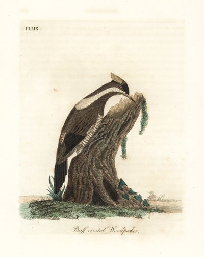 Crimson-crested Woodpecker, Campephilus melanoleucos (Buff-crested Woodpecker, Picus melanoleucus). Based on a Skin in the Leverian Museum. Handcoloured Copperplate Drawn and Engraved by John Latham from His Own A General History of Birds, Winchester by John Latham