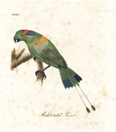 Golden-mantled Racket-tail, Prioniturus platurus. Handcoloured Copperplate Drawn and Engraved by John Latham from His Own A General History of Birds, Winchester by John Latham