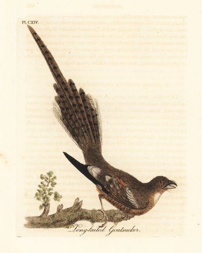 Long-tailed Nightjar, Caprimulgus climacurus. Handcoloured Copperplate Drawn and Engraved by John Latham from His Own A General History of Birds, Winchester by John Latham