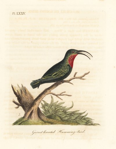 Purple-throated Carib, Eulampis Jugularis (Garnet-throated Hummingbird, Trochilus Granatinus) by John Latham